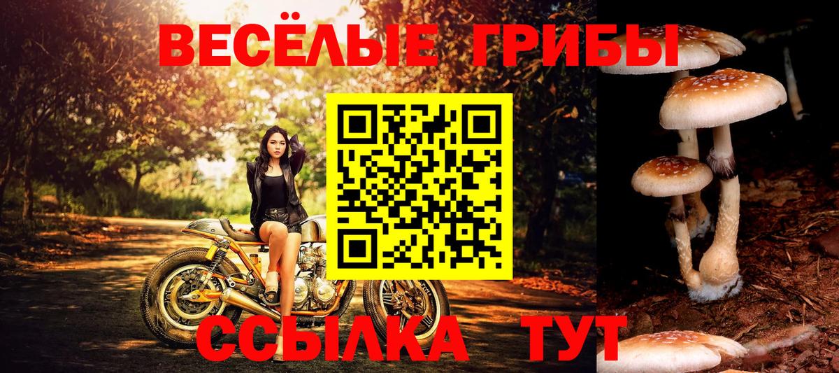 Псилоцибиновые грибы Cubensis Строитель